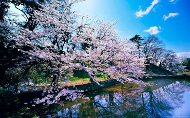 Cherry Blossom Trees 4K HD