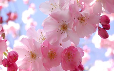 Cherry Blossoms 4K Ultra HD iPhone Desktop