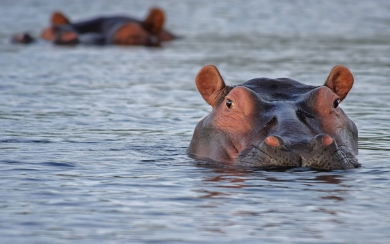 Common Hippopotamus New Beautiful Wallpaper 2020 HD Free Download