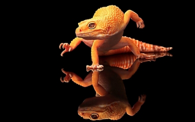 Cool Lizard HD Wallpapers 1920x1080 Download