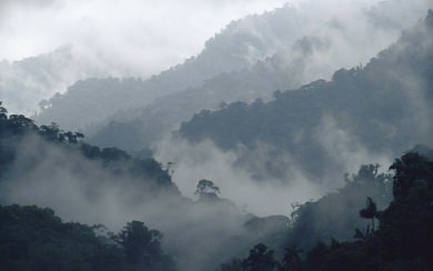 Costa Rica Cloud Forest 4K