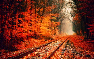 Fall HD 4K 2020 iPhone Android PC Background Download