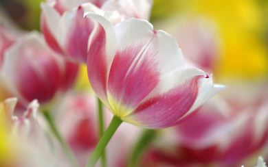Free Tulip HD 8K 2020 PC 1920x1080 Iphone Mobile Images Photos Download