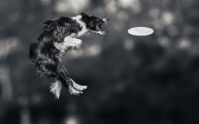 Frisbee 4K Pictures