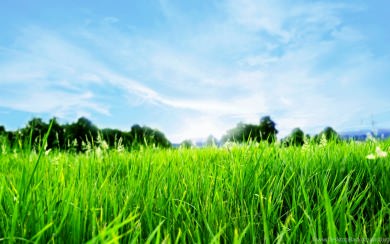 Grass HD 8K 2020 PC 1920x1440 Iphone Mobile Images Photos Download