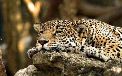 Download Jaguar Wallpaper Animal Wallpaper 