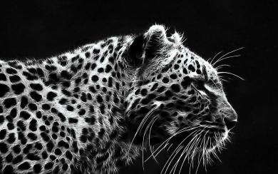 Jaguar Wallpaper Animal HD 4K 2020 iPhone Pics