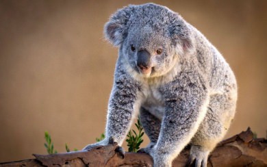 Koala 4K HD 2020