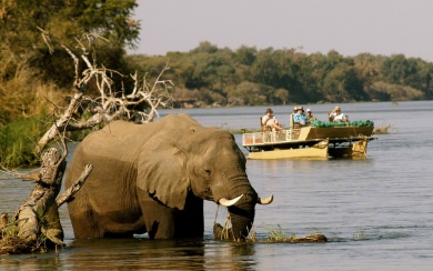 Lower Zambezi National Park HD 4K Free Download For Phone Mac Desktop