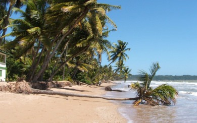 Mayaro Beach Trinidad Tobago 1920x1080 HD iPhone iOS 6K 7K Pictures Android