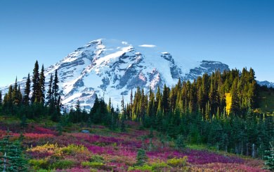 Mount Rainier National Park iPhone HD 4K Android Mobile