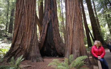 Muir Woods National Monument New Beautiful Wallpaper 2020 HD Free Download
