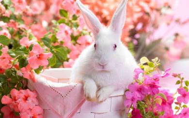 Rabbit Wallpaper Images  HD free Download