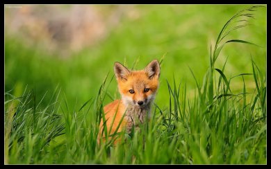 Red Fox 8K HD 2020 iPhone iPad Tablets PC Photos Pictures Backgrounds Download