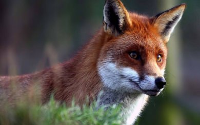 Red Fox HD 4K iPhone PC Photos Pictures Backgrounds Download