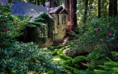 Redwood National And State Parks 5K Download For Mobile PC Full HD Images