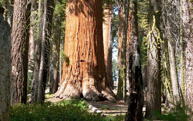 Sequoia National Park HD 4K 2020