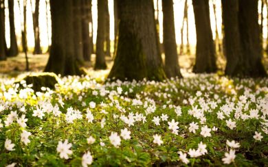 Spring HD 4K Photos Pictures Download