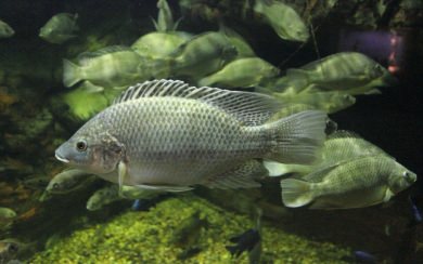 Tilapia Photos In 4K HD For Mobile iPhone 11 PC