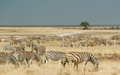 Zebras Etosha Park Namibia 4K
