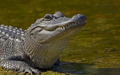 Alligator Free Wallpaper 5K Pictures Download