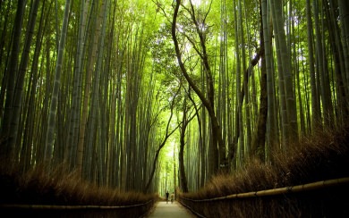 Arashiyama Bamboo Forest HD 5K 2020
