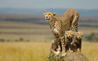 Cheetah Ultra HD Pictures In 4K 2560x1440