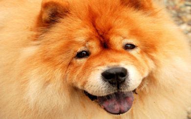 Chow Chow Free HD 5K Download