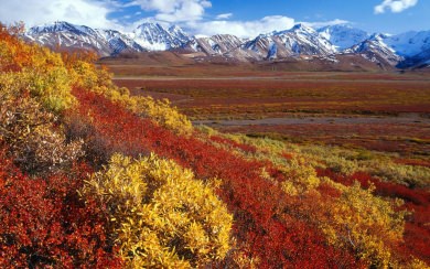 Denali National Park And Preserve 4K HD For iPhone Desktop