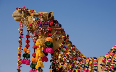Jaisalmer Desert Festival 4K HD