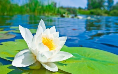 Lotus Flower Wallpaper 1920x1080 4K HD For iPhone Android