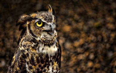 Owl Ultra HD 5K 2020