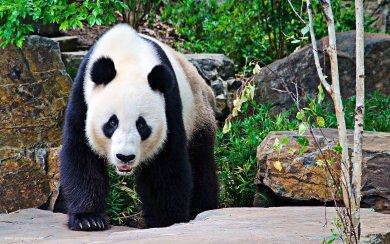 Panda Bears Wallpaper Live 2560x1440 Free Download In 5K HD