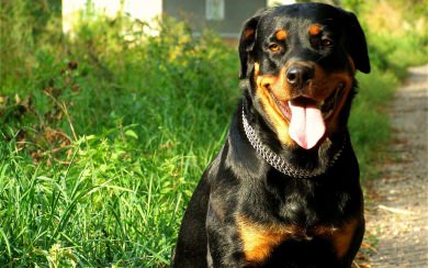 Rottweiler HD Wallpaper Free To Download For iPhone Mobile