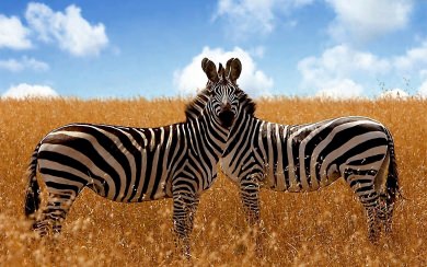 Scalamandre Zebras Wallpaper 4K Free HD Download