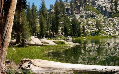 Sequoia National Park 4K Full HD For iPhone Mobile