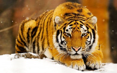 Tiger 1920x1080 4K HD For iPhone Android
