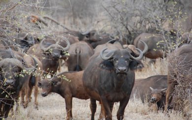 African Buffalo 4K Ultra HD Background Photos