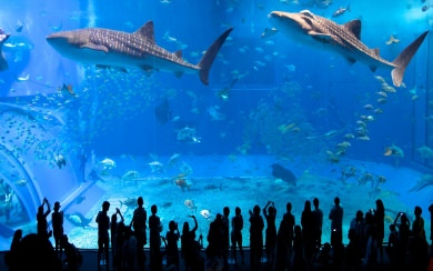 Aquarium HD 4K Wallpapers For Apple Watch iPhone