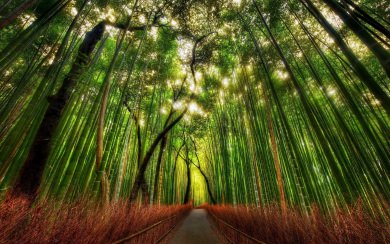 Arashiyama Bamboo Forest 4K Ultra HD