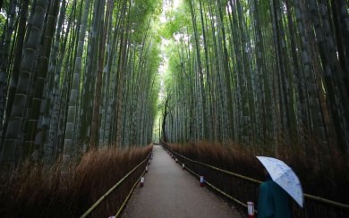 Arashiyama Bamboo Forest DP Background For Phones