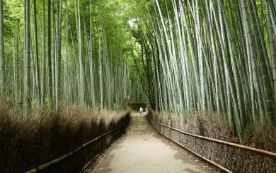 Arashiyama Bamboo Forest Free To Download Original In 4K