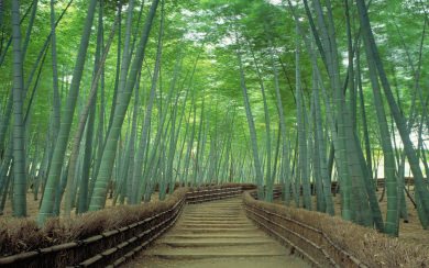 Bamboo Forest in Kyoto 4K 8K 2560x1440 Free Ultra HD Pictures Backgrounds Images