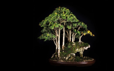 Bonsai Tree 4K Ultra HD Wallpapers For Android