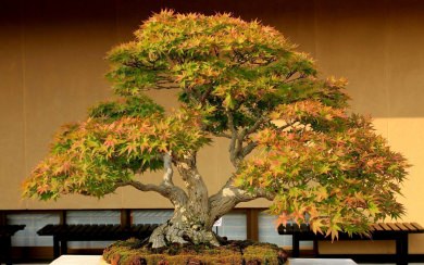 Bonsai Tree HD Background Images