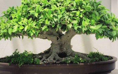 Bonsai Tree Hd Wallpaper For Android