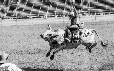 Bull Riding 4K 8K HD Display Pictures Backgrounds Images