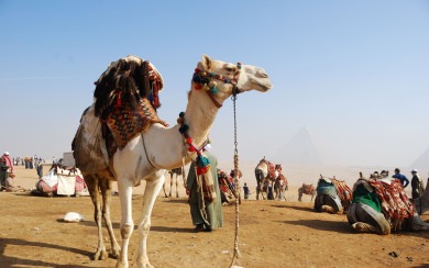 Camel for Riding in Egypt HD 1080p Widescreen Best Live Download