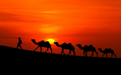 Camel iPhone Wallpaper Free To Download Original In 4K