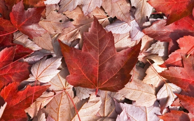 Canada Flag Download Full HD Photo Background